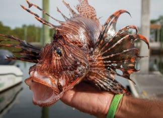 Lionfish