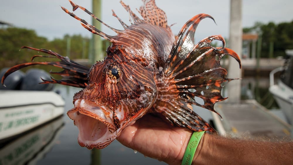 Lionfish