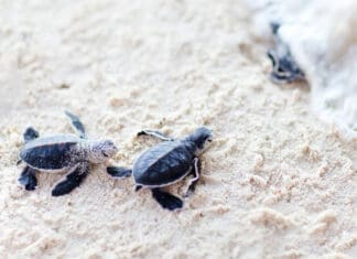 Turtle Nesting Season Underway