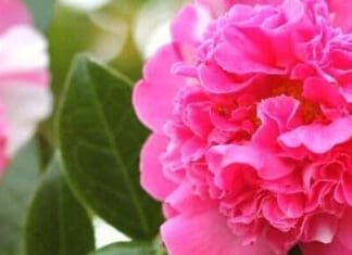 Camellia Festival
