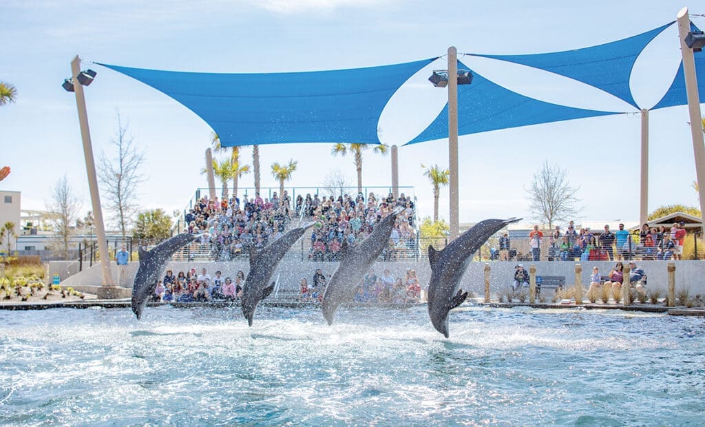 Gulfarium, Dolphin show, aquarium, marine life