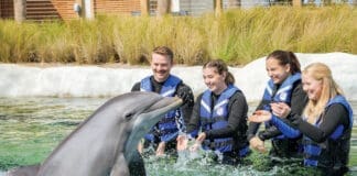 Gulfarium Dolphin