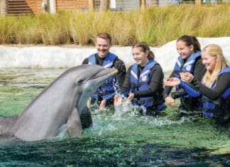 Gulfarium Dolphin