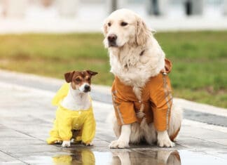Dog Harmony Hurricane Prep