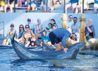 Gulfarium Dolphins