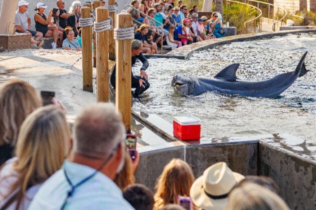 Gulfarium Dolphin Show 2025 Aug