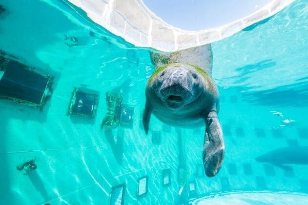 Gulfarium Manatee Enclosure