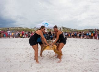 Gulfarium Turtle Release 2025 Aug