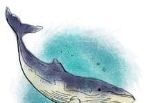 Sean Dietrich Whale