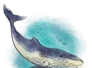 Sean Dietrich Whale