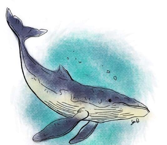 Sean Dietrich Whale