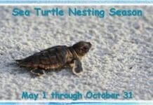 sea turtle