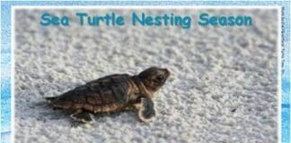 sea turtle