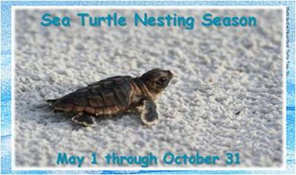sea turtle