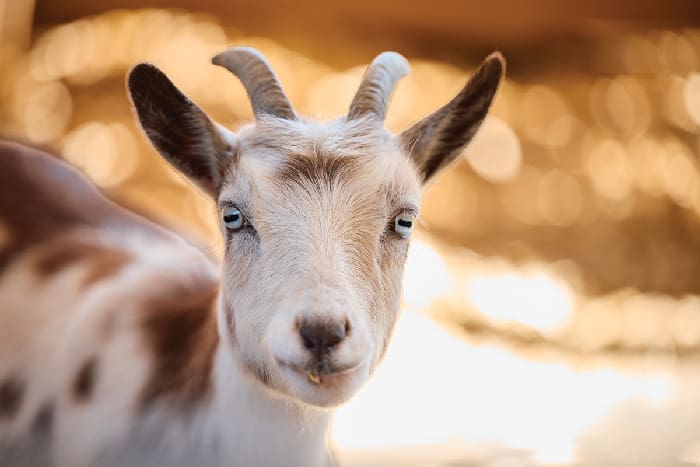 Alaqua First Selects Oct 2025 011