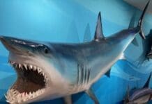 Destin History and Fishing Museum Mako Shark mount