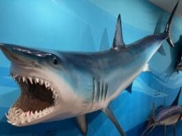 Destin History and Fishing Museum Mako Shark mount