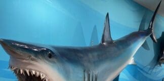Destin History and Fishing Museum Mako Shark mount