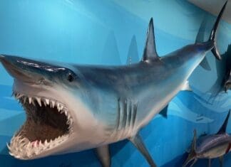 Destin History and Fishing Museum Mako Shark mount