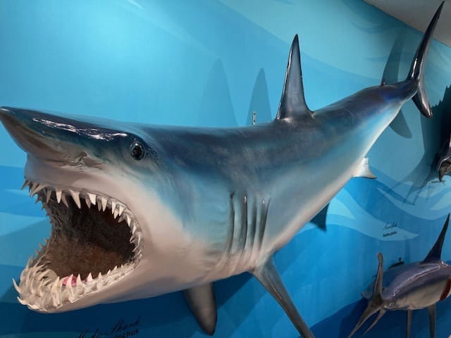 Destin History and Fishing Museum Mako Shark mount