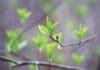 When Spring Comes Back to Life Chern Spring Tree Budding iStock 2209240562