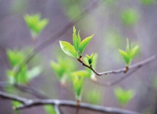 When Spring Comes Back to Life Chern Spring Tree Budding iStock 2209240562