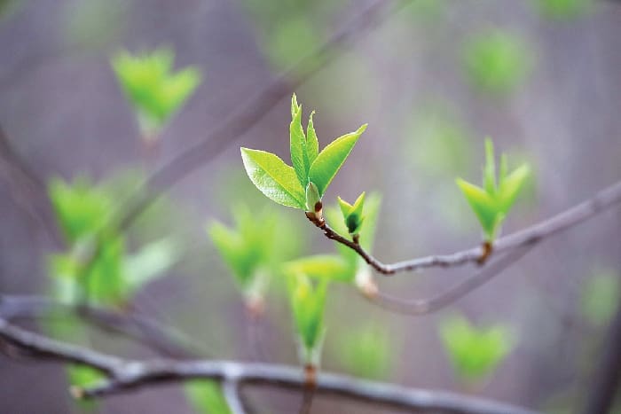 Chern Spring Tree Budding iStock 2209240562