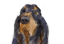 Sean of the South: Dogs Sean Dietrich Dogs