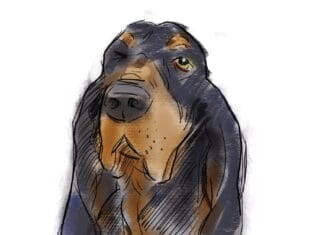 Sean of the South: Dogs Sean Dietrich Dogs