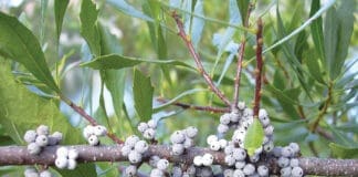 Spring Plants Wax Myrtle