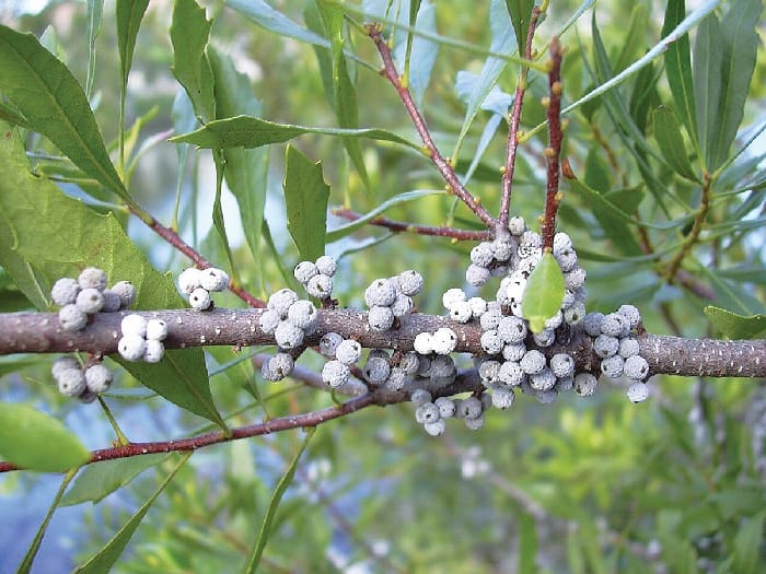 Spring Plants Wax Myrtle