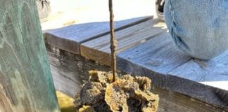 Destin Vertical Oyster Garden Photo