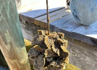 Destin Vertical Oyster Garden Photo