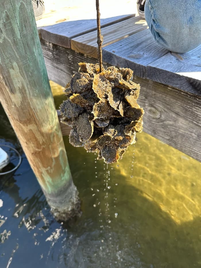 Destin Vertical Oyster Garden Photo