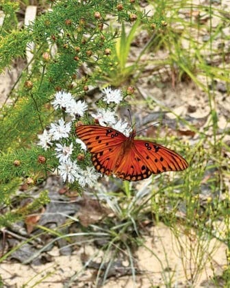 Biophilia 4