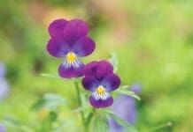 Pansies iStock 1385500592