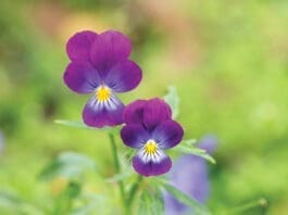 Pansies iStock 1385500592