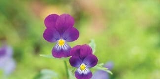 Pansies iStock 1385500592