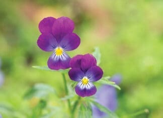 Pansies iStock 1385500592