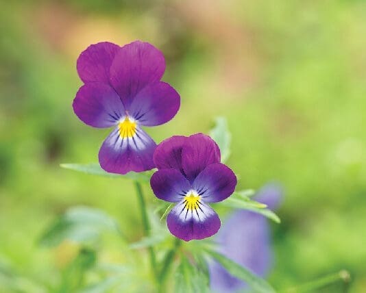 Pansies iStock 1385500592