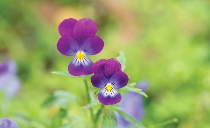 Pansies iStock 1385500592 Pansies iStock 1385500592