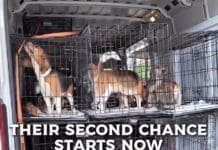 Alaqua Beagle Rescue