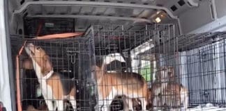 Alaqua Gives Rescued Beagles a Second Chance Alaqua Beagle Rescue
