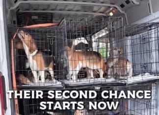 Alaqua Gives Rescued Beagles a Second Chance Alaqua Beagle Rescue