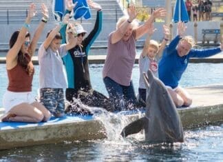 DiscoverDolphins