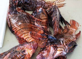 Lionfish2