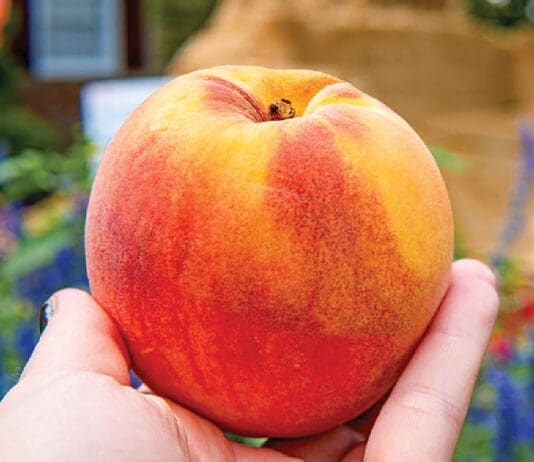 peach