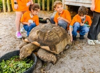 Summer Fun Is in Full Swing at Gulfarium Gulfarium kids with tortoise