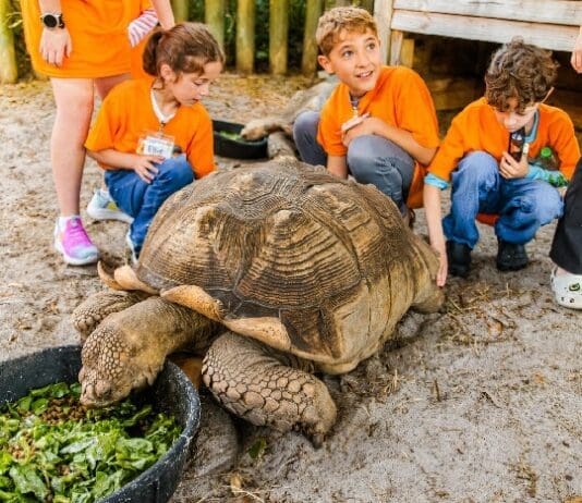 Gulfarium kids with tortoise