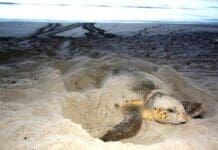 Turtle nesting
